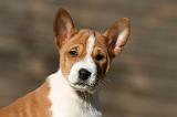 BASENJI 209